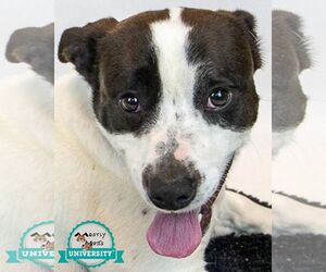 Mutt Dogs for adoption in Kennesaw, GA, USA