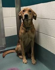 Labrador Retriever-Unknown Mix Dogs for adoption in Smithfield, NC, USA