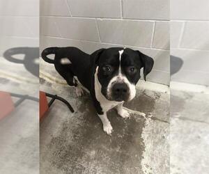 American Bulldog Dogs for adoption in Rosenberg, TX, USA