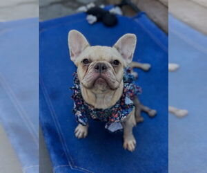 French Bulldog Dogs for adoption in Las Vegas, NV, USA