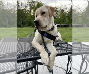 Mastador Dogs for adoption in Bethesda, MD, USA