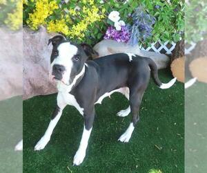 American Pit Bull Terrier-Unknown Mix Dogs for adoption in Oklahoma City, OK, USA