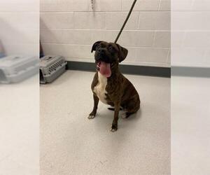 Boxer Dogs for adoption in Corona, CA, USA