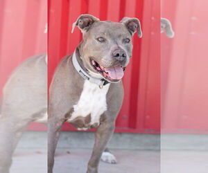 American Pit Bull Terrier Dogs for adoption in Tracy, CA, USA