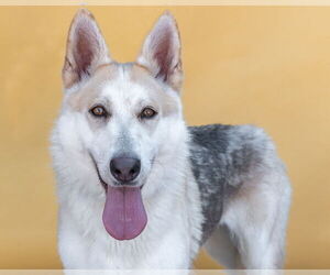 Siberian Husky Dogs for adoption in Pasadena, CA, USA