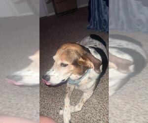 Beagle-Unknown Mix Dogs for adoption in San Antonio, TX, USA