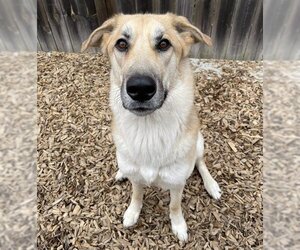 German Shepherd Dog-Huskies  Mix Dogs for adoption in London, Ontario, Canada