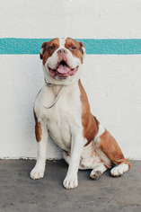 Bulldog Dogs for adoption in West Hollywood, CA, USA