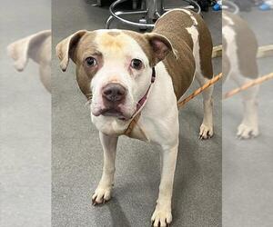 Mutt Dogs for adoption in Forestville, MD, USA