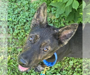 Labrador Retriever-Unknown Mix Dogs for adoption in Minneapolis, MN, USA