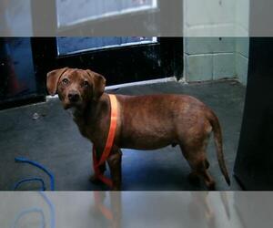Labrador Retriever-Unknown Mix Dogs for adoption in Tulsa, OK, USA