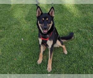 German Shepherd Dog Dogs for adoption in San Clemente, CA, USA