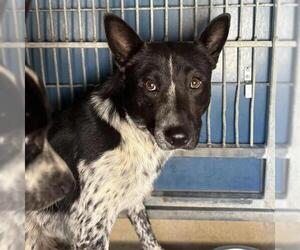 Mutt Dogs for adoption in Camarillo, CA, USA