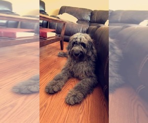 Aussiedoodle Dogs for adoption in CORNING, NY, USA