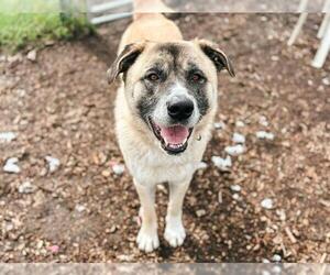 Anatolian Shepherd-Unknown Mix Dogs for adoption in McKinleyville, CA, USA