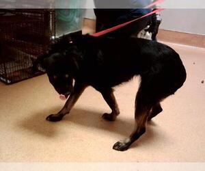 Chihuahua-Unknown Mix Dogs for adoption in Martinez, CA, USA