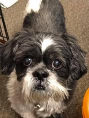 Shih Tzu Dogs for adoption in Franklin, PA, USA