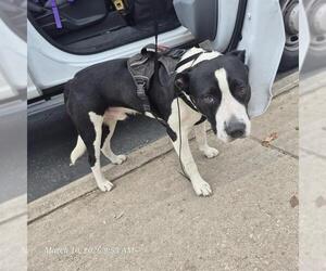 American Staffordshire Terrier Dogs for adoption in San Antonio, TX, USA