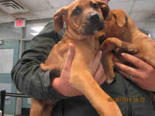 Boxer Dogs for adoption in Oklahoma City, OK, USA