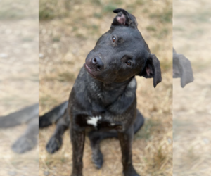 Mutt Dogs for adoption in Redmond, WA, USA