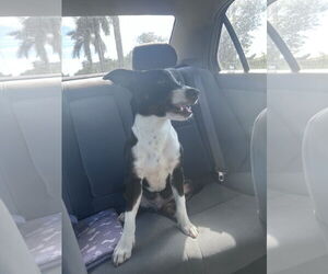 Labrador Retriever-Unknown Mix Dogs for adoption in Miami, FL, USA