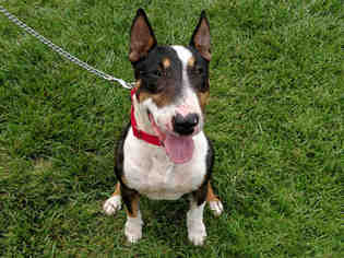 Small Bull Terrier