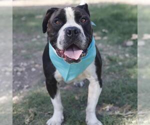 Bulldog-Unknown Mix Dogs for adoption in San Antonio, TX, USA