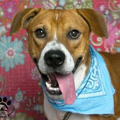 American Bulldog Dogs for adoption in Dallas, TX, USA