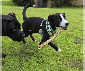 American Pit Bull Terrier-Border Collie Mix Dogs for adoption in Princeton, MN, USA