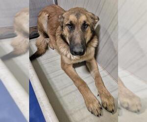 German Shepherd Dog Dogs for adoption in Bakersfield, CA, USA