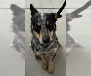 Texas Heeler Dogs for adoption in Bakersfield, CA, USA