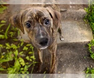Catahoula Leopard Dog-Unknown Mix Dogs for adoption in Tulsa, OK, USA