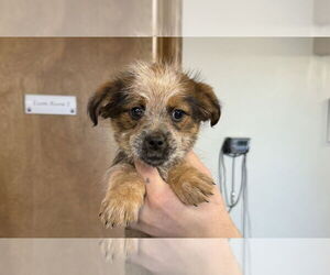 Shih Tzu-Unknown Mix Dogs for adoption in Bolivar, MO, USA