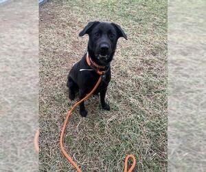Labrador Retriever-Unknown Mix Dogs for adoption in Louisville, KY, USA