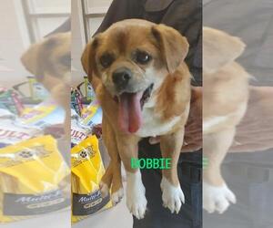Chug Dogs for adoption in Johnson City, TN, USA