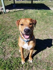 Boxador Dogs for adoption in Williston, FL, USA