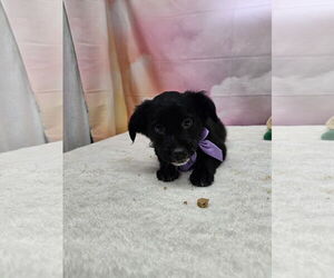 Dachshund-Unknown Mix Dogs for adoption in Metairie, LA, USA