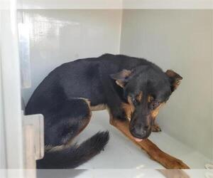 German Shepherd Dog Dogs for adoption in Houston, TX, USA