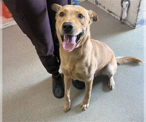 German Shepherd Dog-Unknown Mix Dogs for adoption in San Bernardino, CA, USA