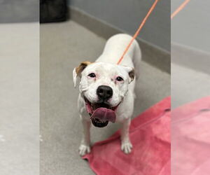 American Pit Bull Terrier-Unknown Mix Dogs for adoption in Las Vegas, NV, USA