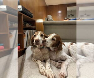 Brittany Dogs for adoption in Curwensville, PA, USA