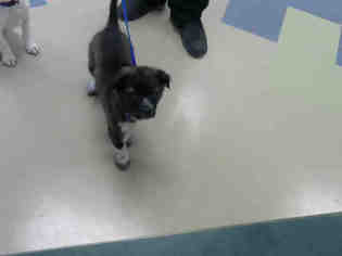 Mutt Dogs for adoption in Fort Wayne, IN, USA
