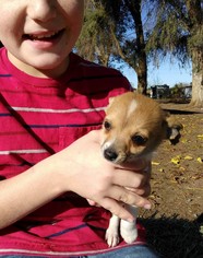 Cardigan Welsh Corgi Dogs for adoption in Yucca Valley, CA, USA