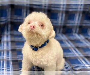 Poodle (Toy) Dogs for adoption in McKinleyville, CA, USA