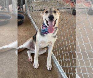 German Shepherd Dog-Huskies  Mix Dogs for adoption in Brownsville, TN, USA