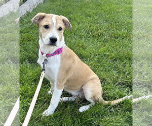 Border Collie-Unknown Mix Dogs for adoption in Parker Ford, PA, USA