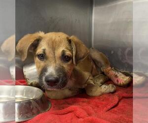 American Staffordshire Terrier-Unknown Mix Dogs for adoption in San Antonio, TX, USA