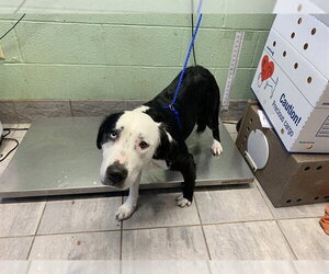 Border Collie-Unknown Mix Dogs for adoption in Grand Prairie, TX, USA