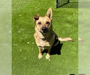 Mutt Dogs for adoption in Salinas, CA, USA