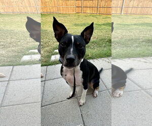 Chihuahua-Unknown Mix Dogs for adoption in McKinney, TX, USA